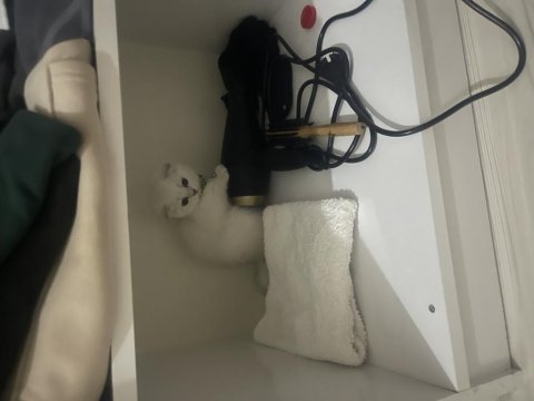 Eşsiz güzellikte ırk ve soy garantili scottish fold