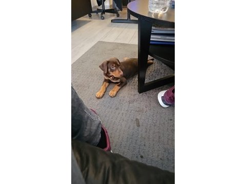 5.5 aylık eğitimli aşıları tam kızıl doberman