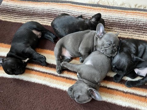 40 günlük french bulldoglar
