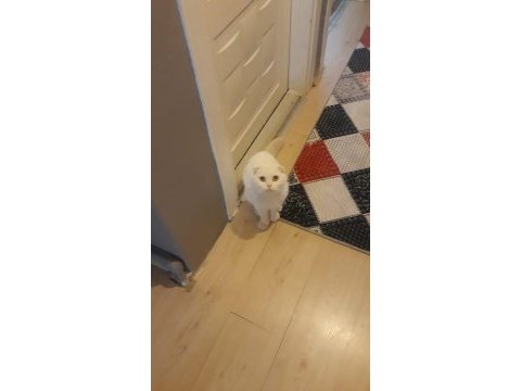 Scottish fold