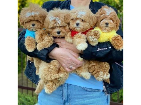 Sevimli maltipoo yavruları