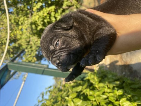 Siyah inci french bulldog erkeğimiz