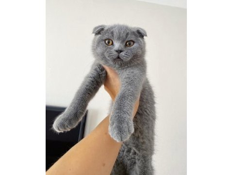 Sahiplendirme scottish fold