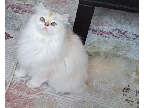 Secereli british longhair yetişkin dişi by1133