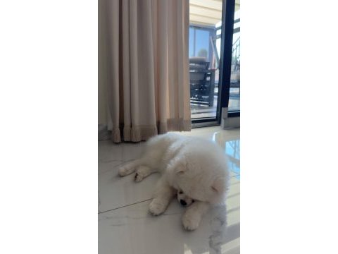 9 aylık pomeranian satılık