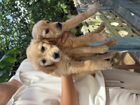 Sağlıklı yavru golden retriever yeni yuvasını bekliyor