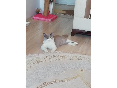Full şecereli bicolor british shorthair
