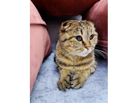 Scottish fold dişi kedimiz