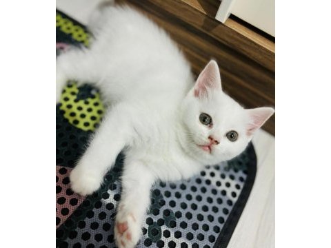 Dişi british shorthair bebekler