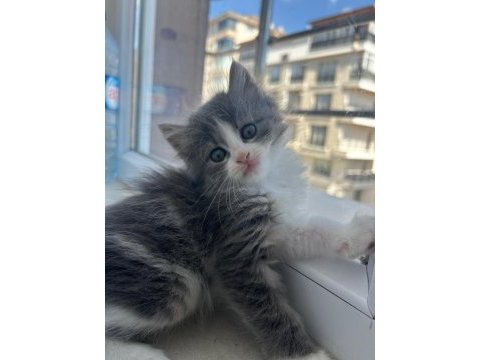 Gri uzun tüylü dişi 1,5 aylık sevimli yavru kedimiz