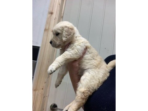 Golden retriever yavruları