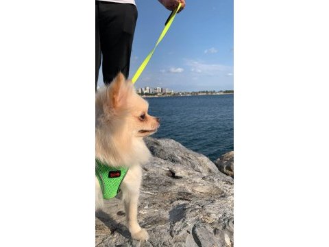 1 yaşında dişi pomerian bo yeni sahibini arıyor