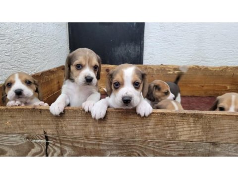 Beagle yavrular ırk garantilidir