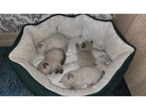 British shorthair mükemmel kalitede