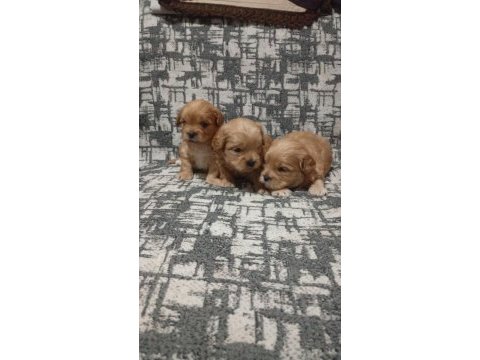 Rezerve açık yavrular kg cm garantili maltipoo