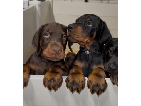 Dolandırılmaya son her yerden elden teslim doberman