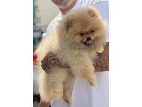 Üst düzey show kalite pomeranian boo