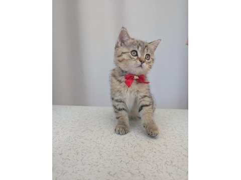 Kedimiz lokum un 4 adet british shorthair yavrusu