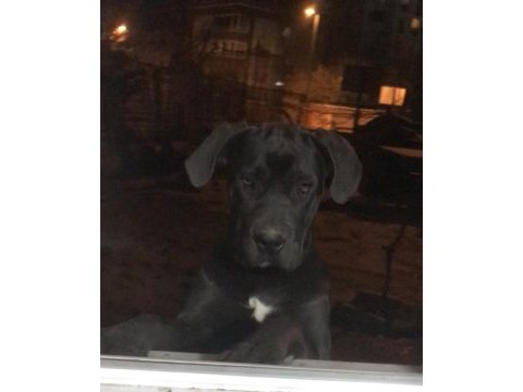 6 aylık anne baba şecereli dişi cane corso