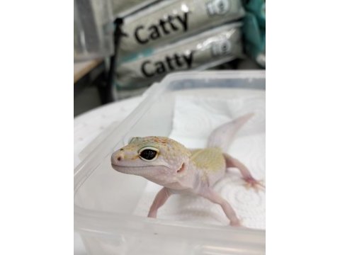 Leopar gecko