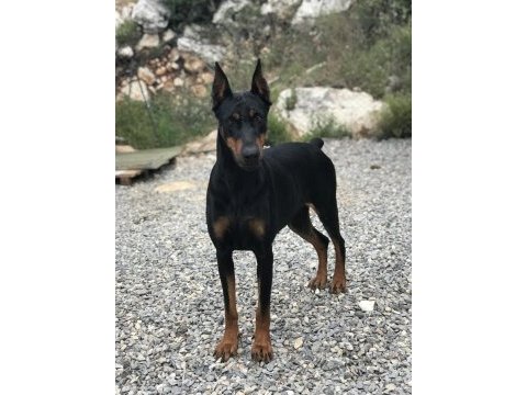 3 tane a şecereli genç yetişkin dişi doberman