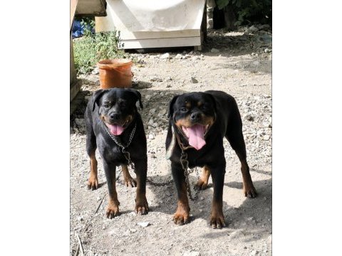 Damızlık erkek ve dişi rottweiler ve yavrular