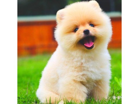 Pomeranian boo ayıcık surat üst kalite bebekler