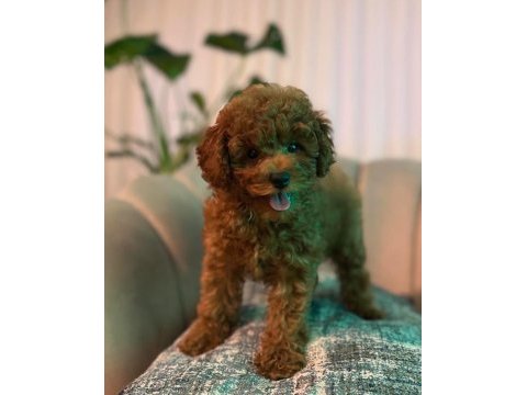 Tuvalet eğitimli kore toy poodle
