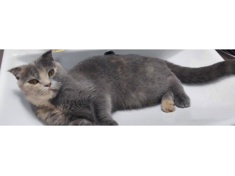 Poncik scottish fold kızım