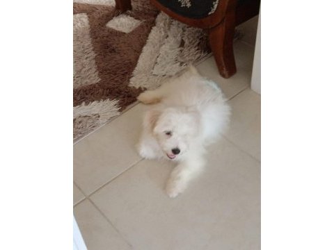 3 aylık erkek yavru köpeğimiz