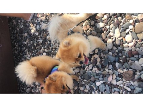 Gerçek köpek severlere ücretsiz sahiplendirme pomeranian
