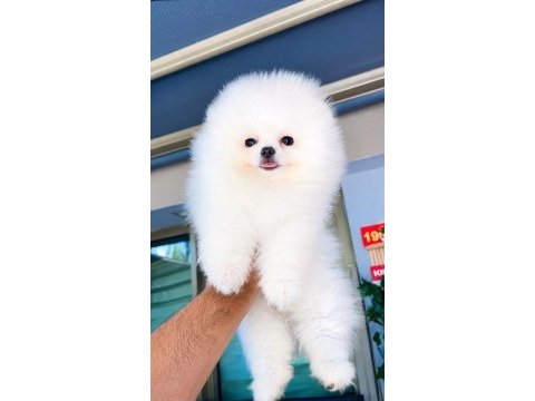 Irk ve sağlık garantili pomeranian boo bebekler