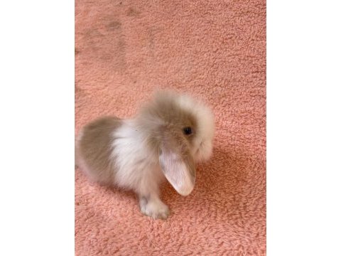Hollanda teddy lop tavşanı