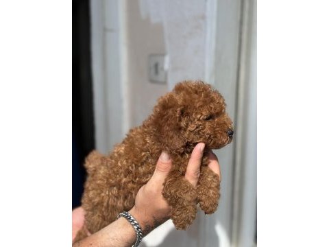 Güncel 1450 gr toy poodle kızımız