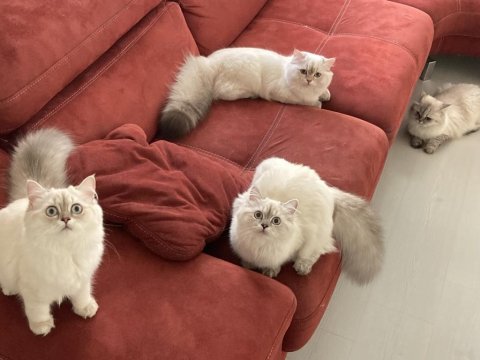 British longhair 5 aylık