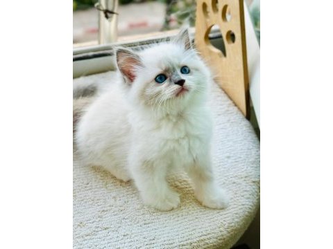 Yurtdışından anne ve baba şecereli ragdoll yavru kediler