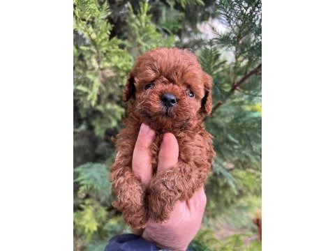 Hayalinizdeki poodle evladınız sadece bir telefon uzağız