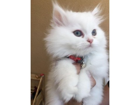 Yeni chinchilla kedisi bebişlerim