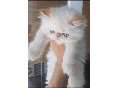 İran exotic longhair bebekler