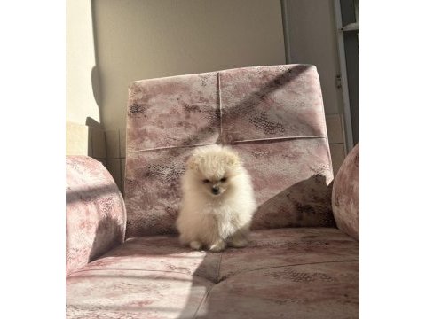 Kartopu pomeranian boo yavrumuz