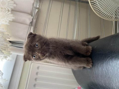 Chocolate scottish fold