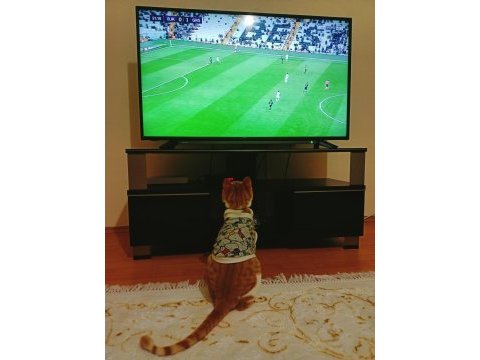Ücretsiz sahiplendirme sarman kedimiz