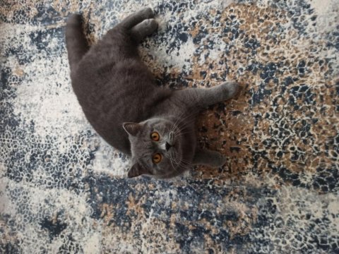 11 aylık erkek british shorthair sahiplendirme