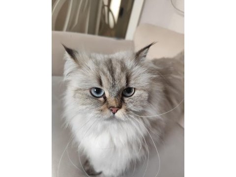 Kedimiz prenses için harika yuva arıyoruz
