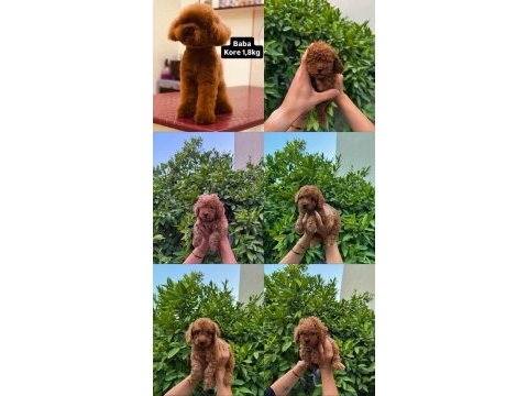 Kore red toy poodle yavrularımız