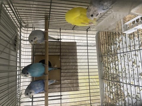 Komple muhabbet kuşu ve üretim seti