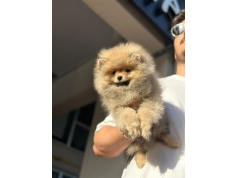 Ayı surat pomeranian boo yavruları