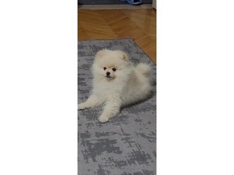 Pomeranian boo 6 aylık