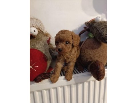 Toy poodle kendi köpeğim