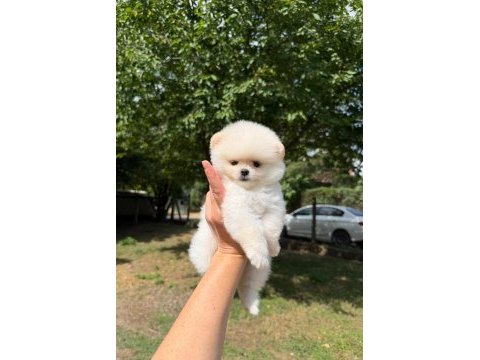 Pomeranian boo köpeğimiz
